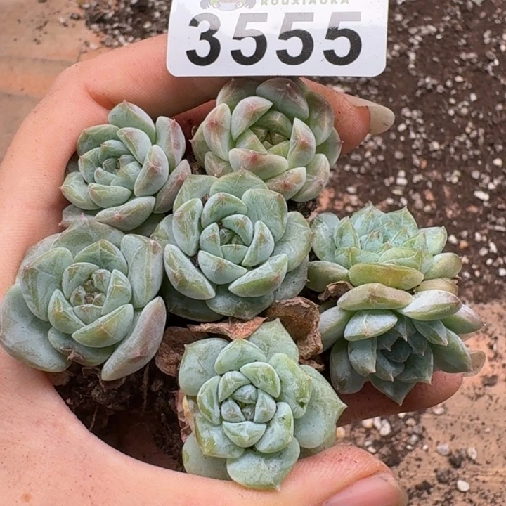 无花朵多肉植物多肉植物