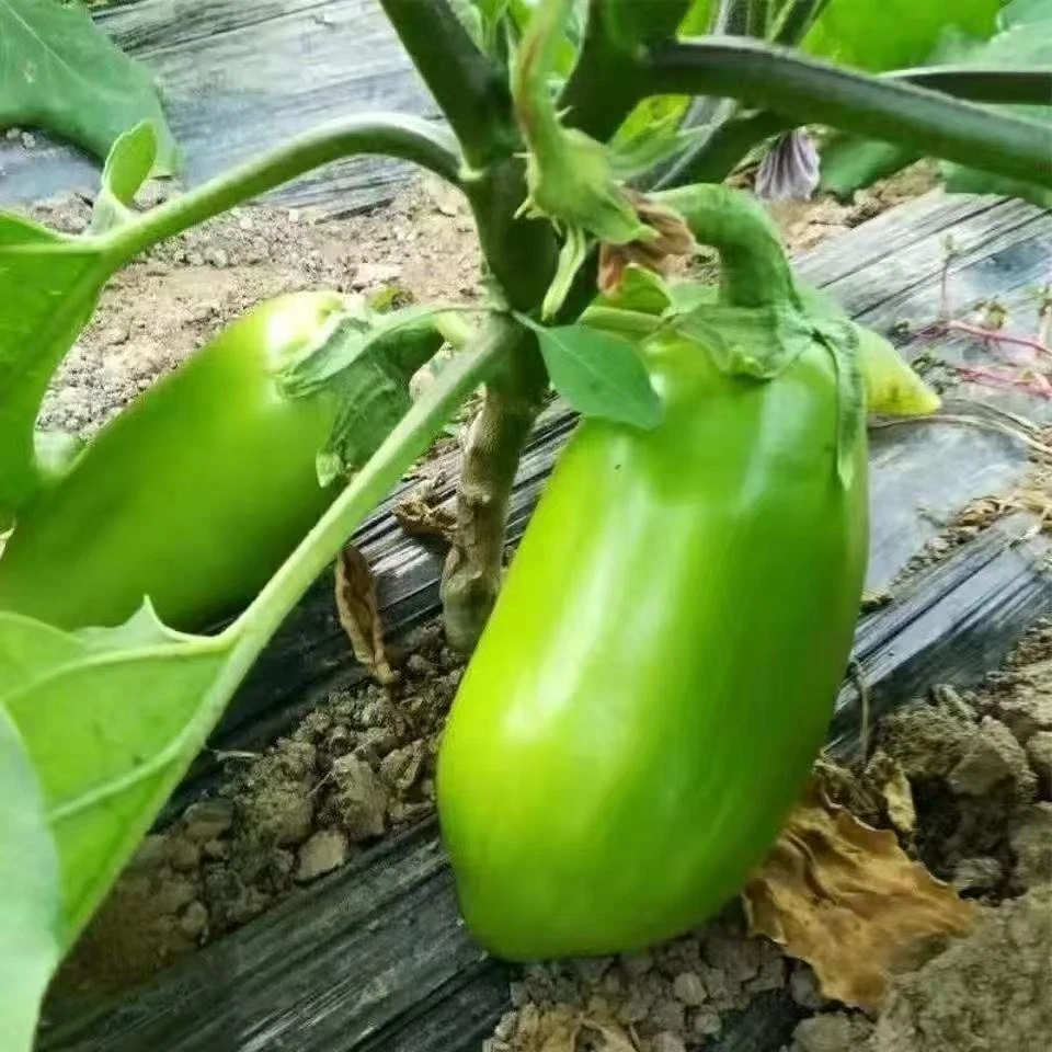 河南农家自种青茄子3斤5斤