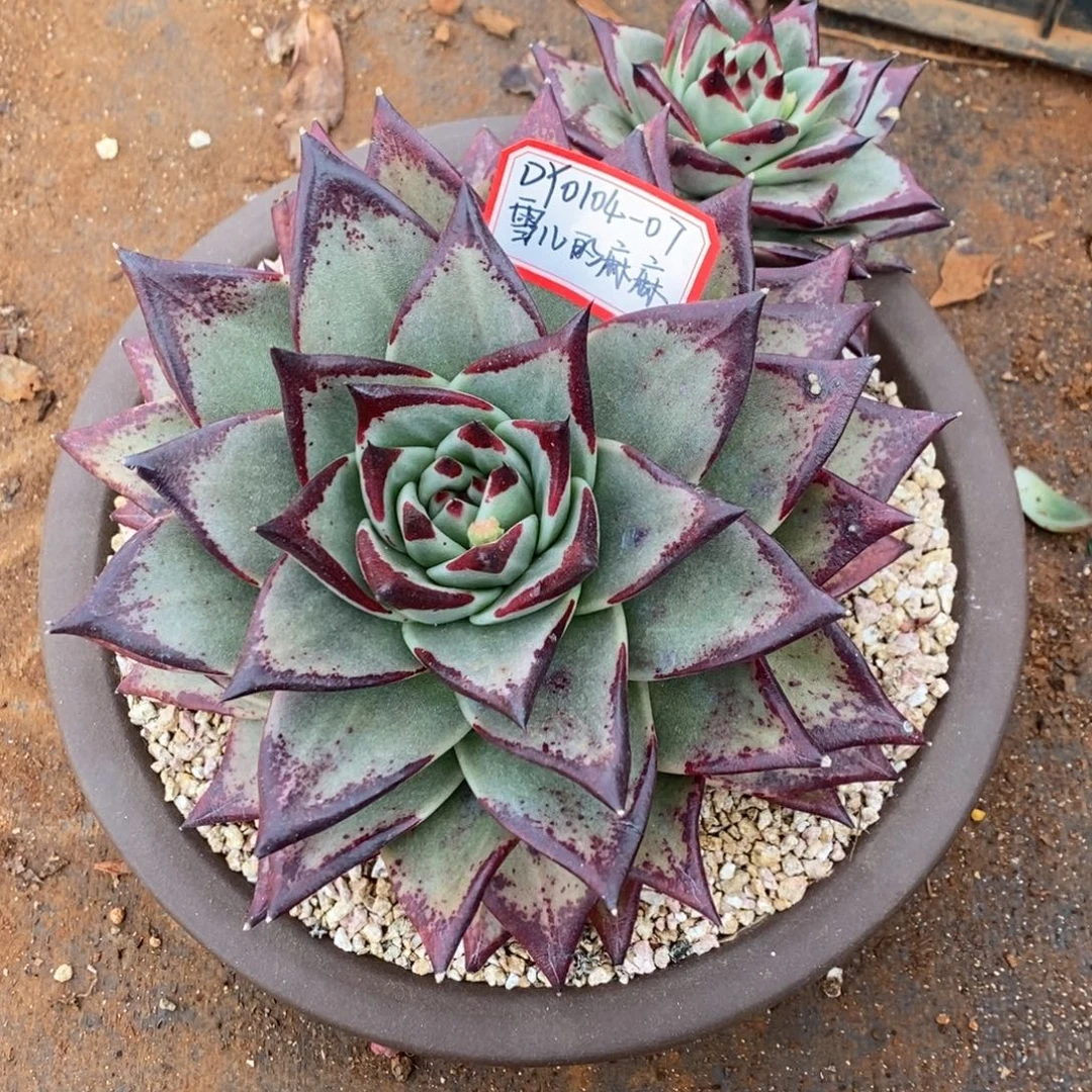 乌木0104-07（雪儿的麻麻）