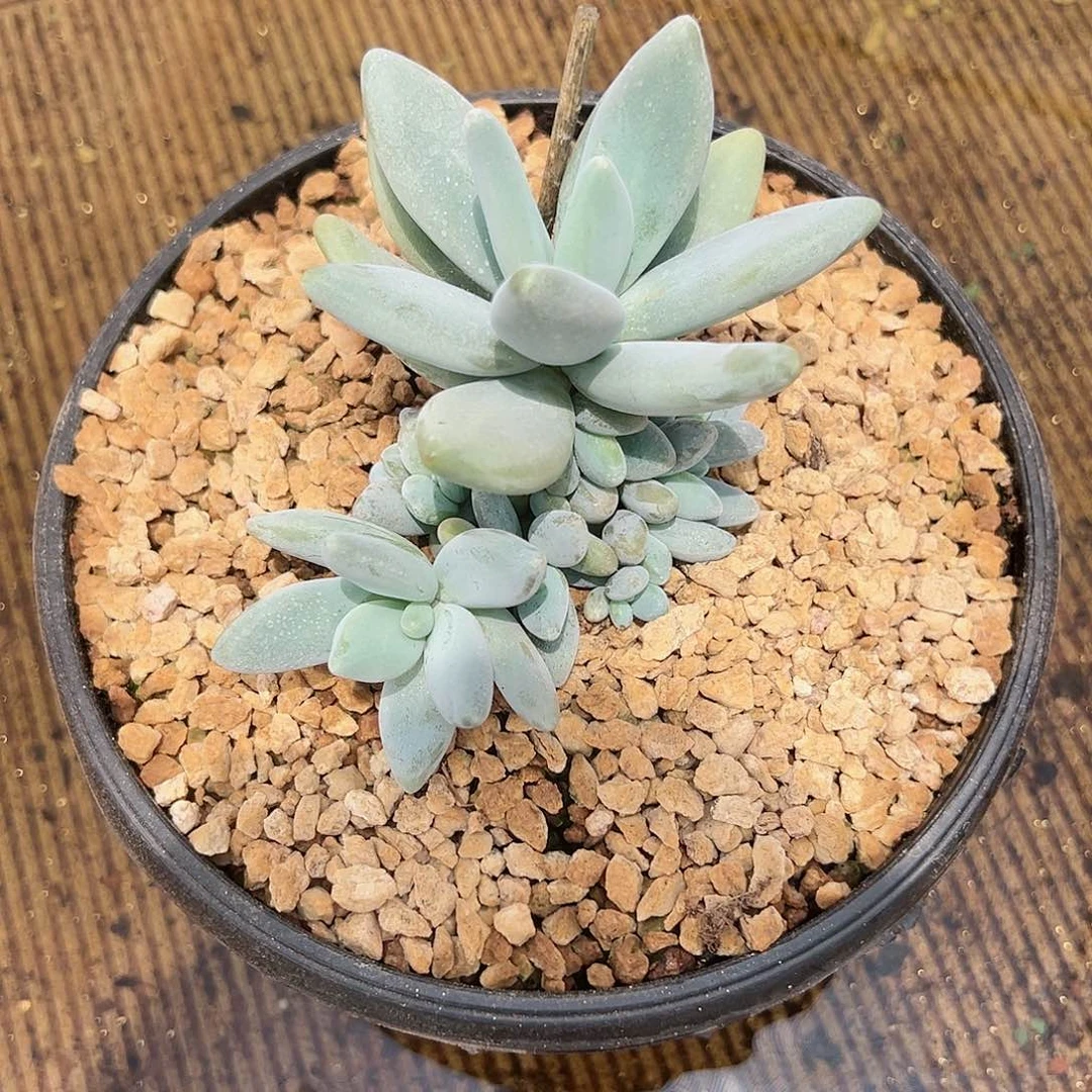 【闪购商品】无花朵企鹅福利