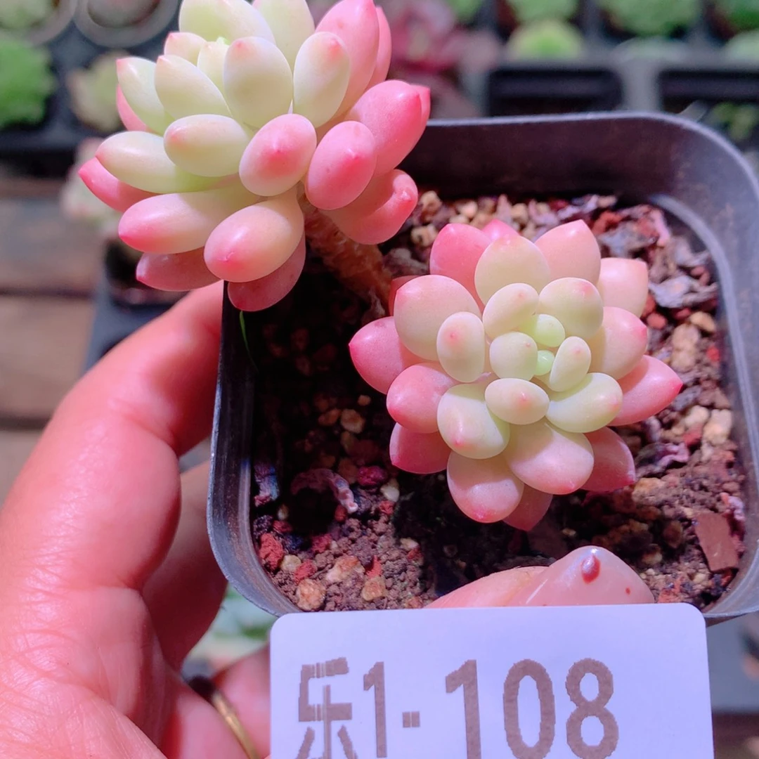 乐然1-108 洛可可