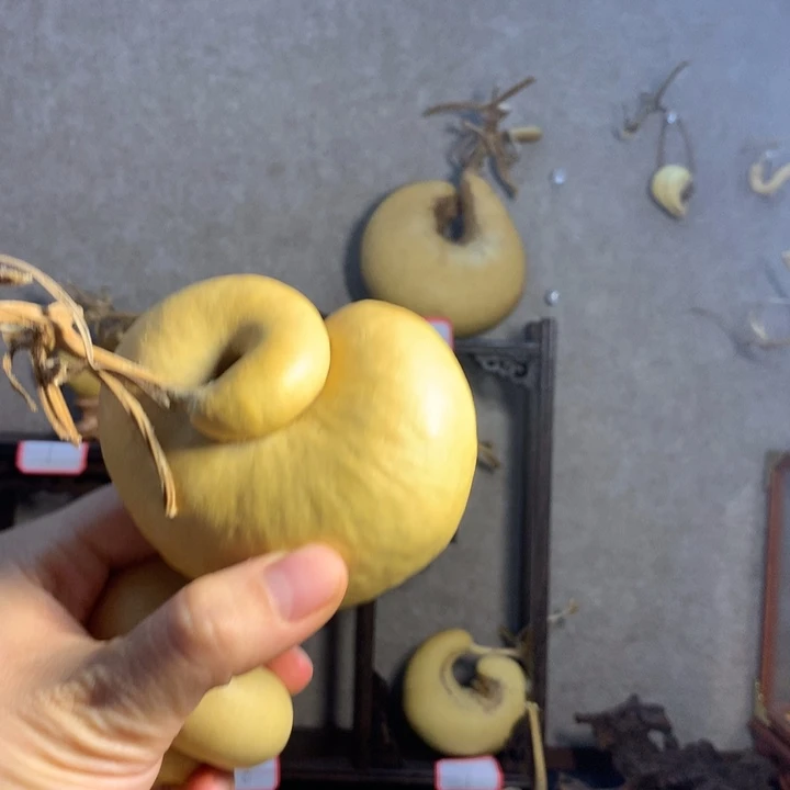 七***仙葫芦葫芦真的是宝藏