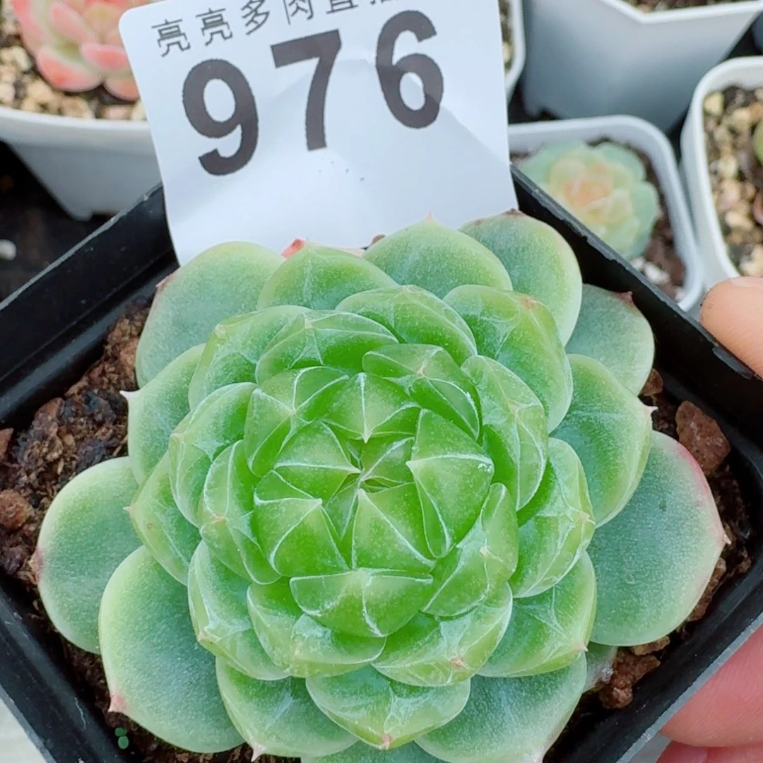 泼天财富            精美多肉植物