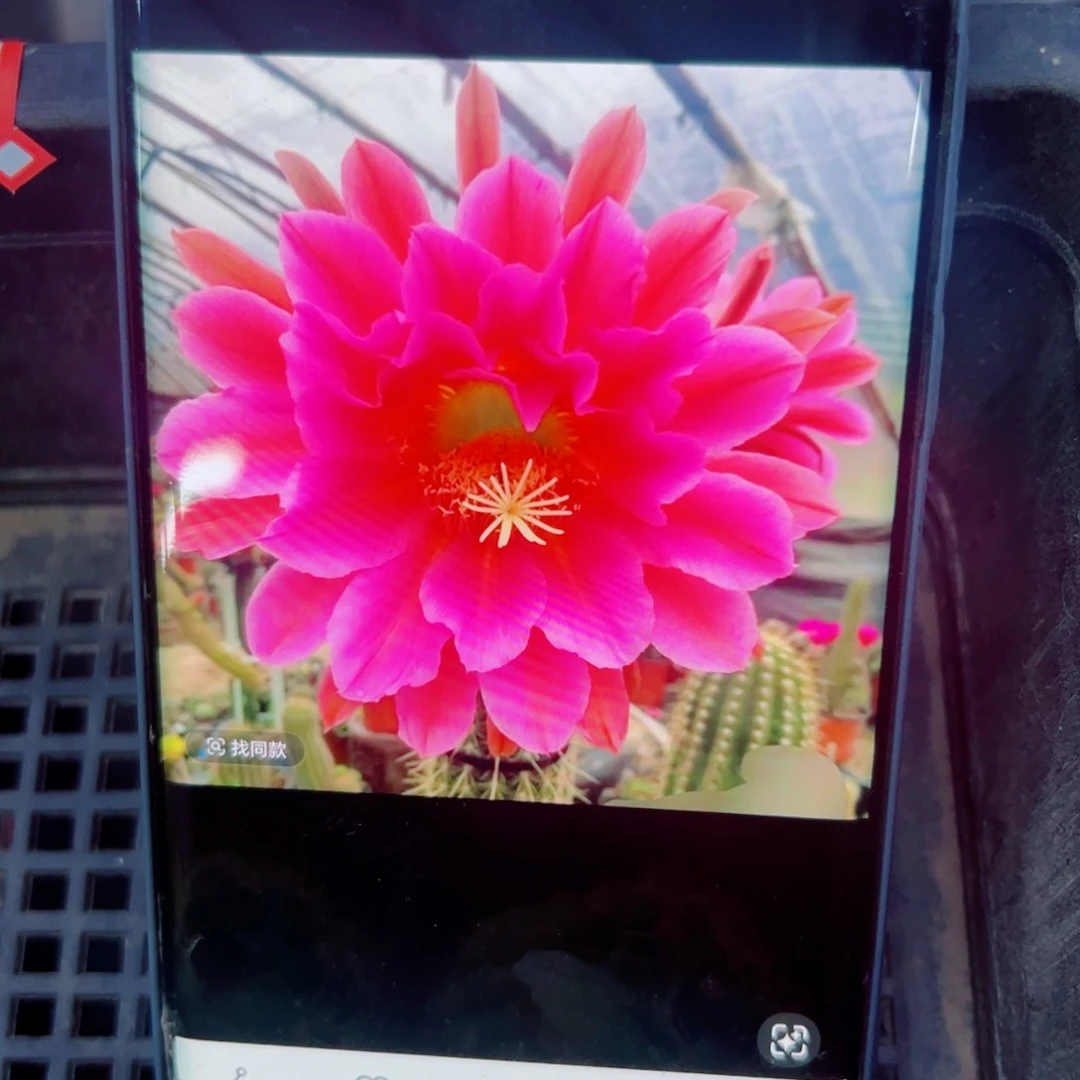 下70毛飞龙歪无根侧芽8公分左右20包邮