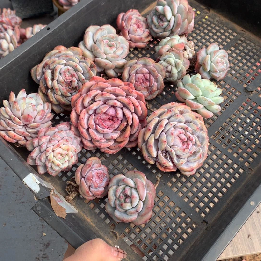 心**方哈哈哈哈哈哈哈哈哈