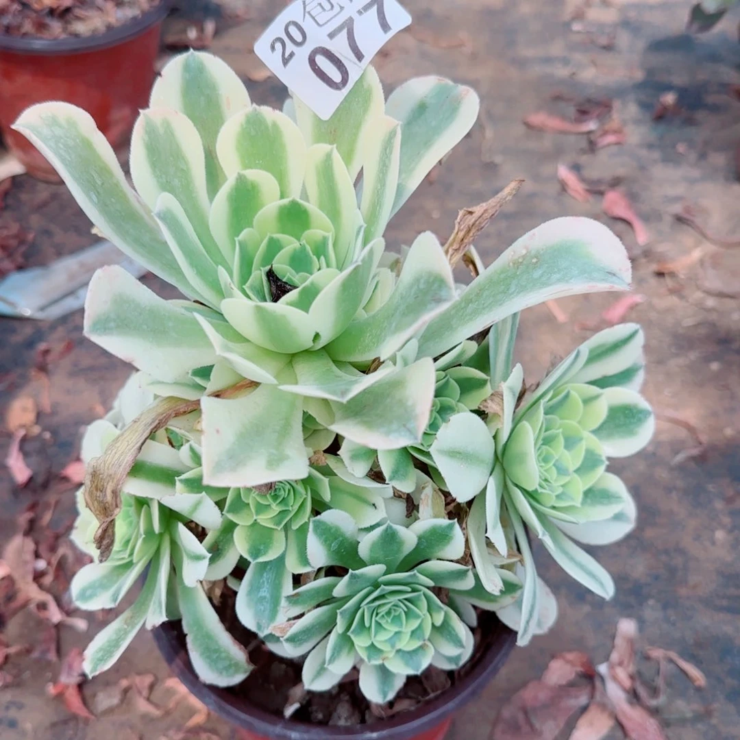 绿豆沙多肉077满20包邮断枝不包