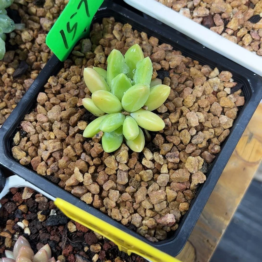 橙色奇迹多肉植物