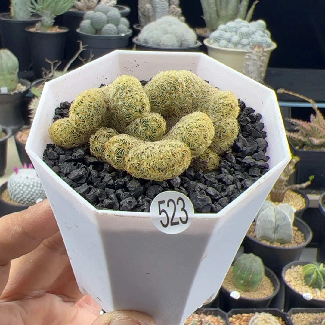 金纽一物一拍523，，，，