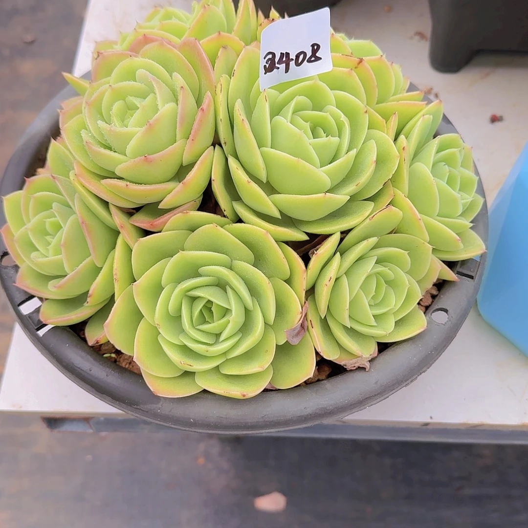 2***月2408星纳塔多肉植物