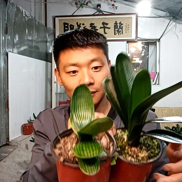 @半杯清茶35元两盆