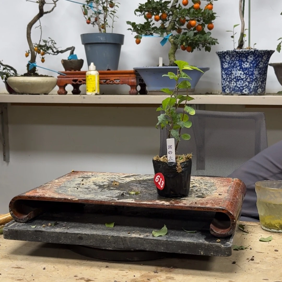 卓***8无花朵613顺丰到付不包邮