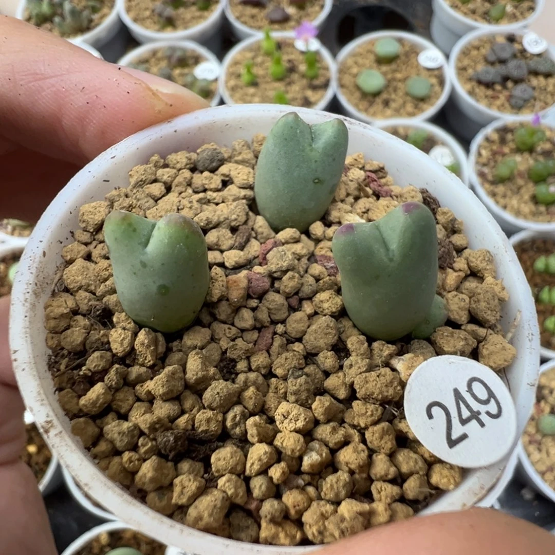 皮卡丘一颗脱土2490000