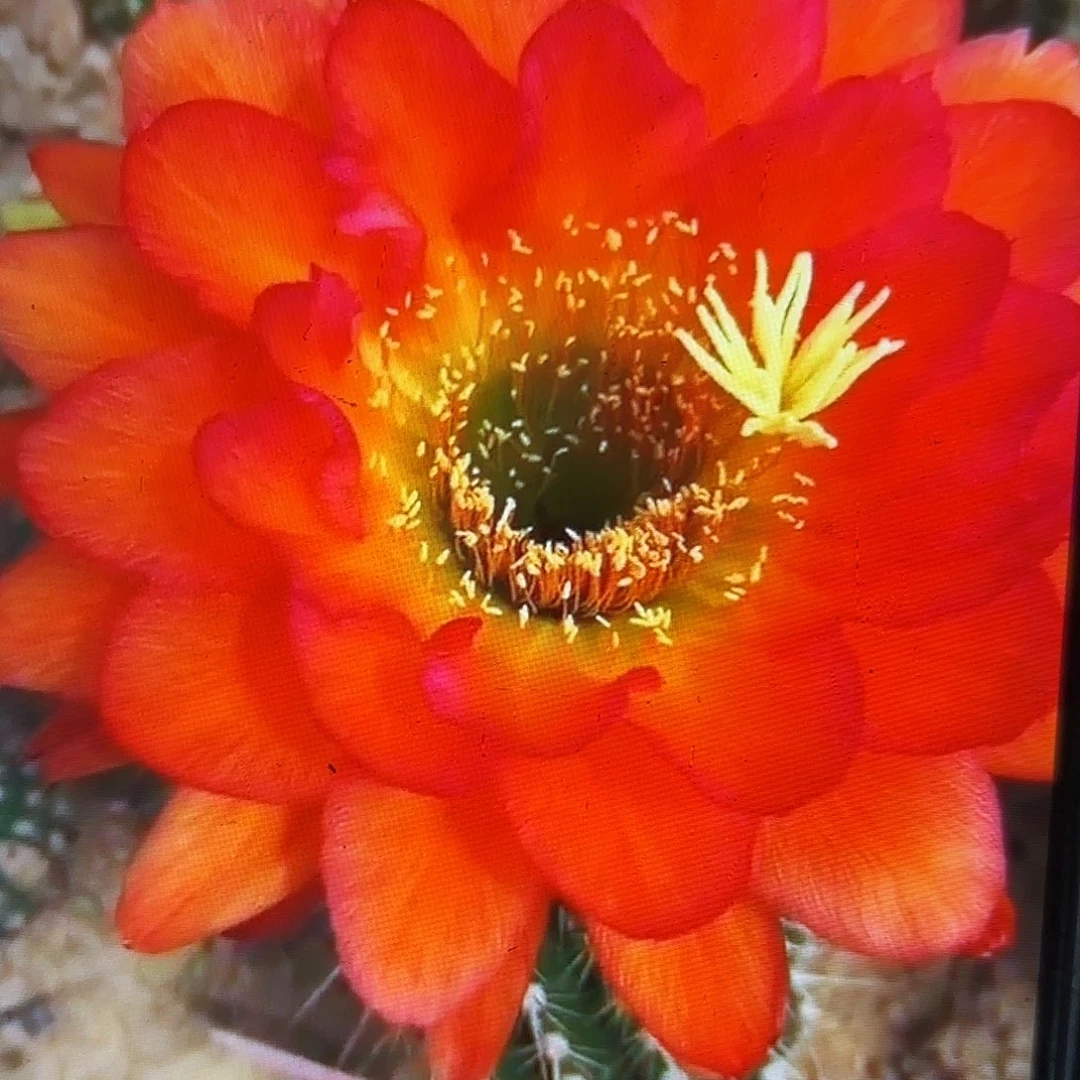 小丑毛侧牙20包邮仙人球17