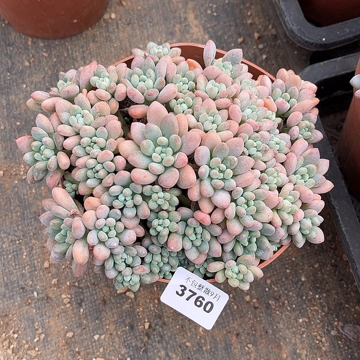 阿雅园艺。     3760鱼子酱