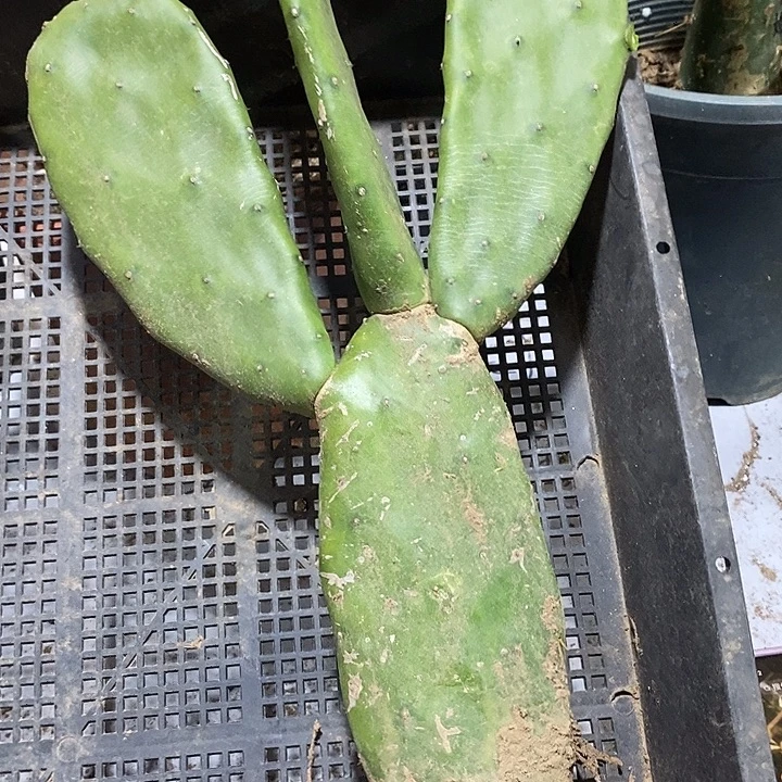 448胭脂掌一拖三有根
