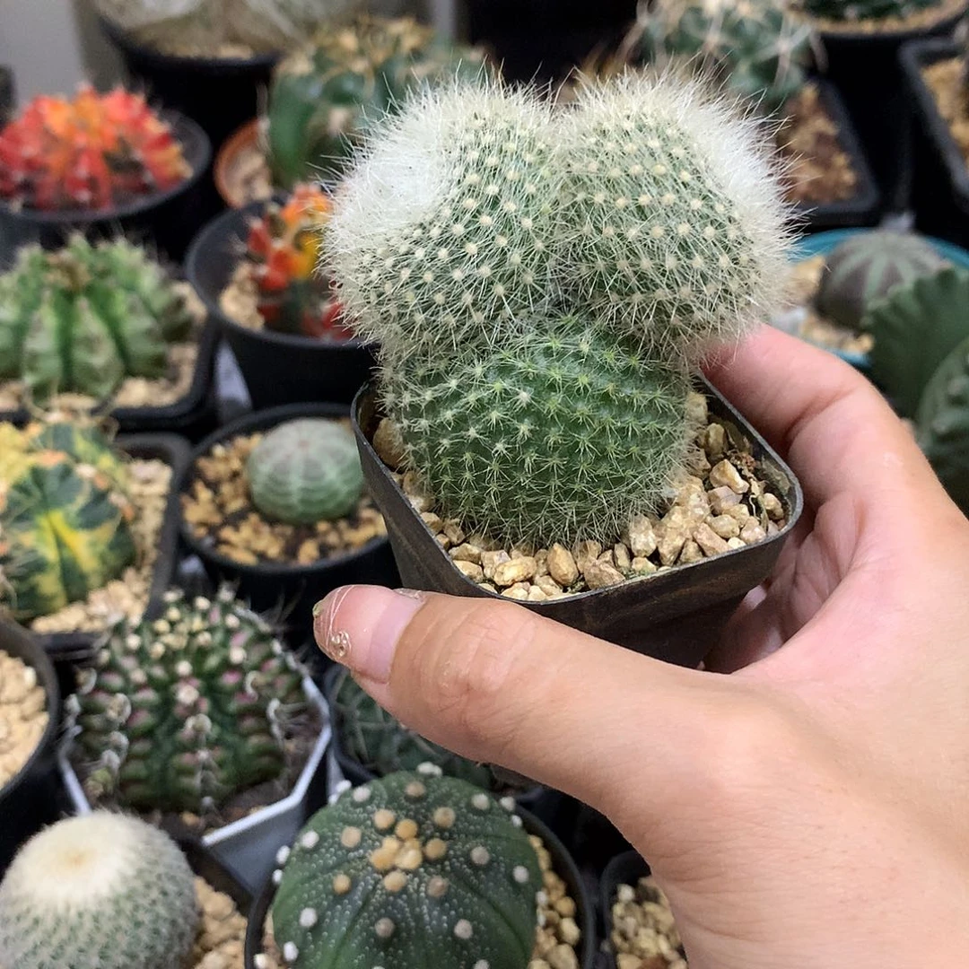 当前无花栽培后可以开花实生根白雪光米奇头