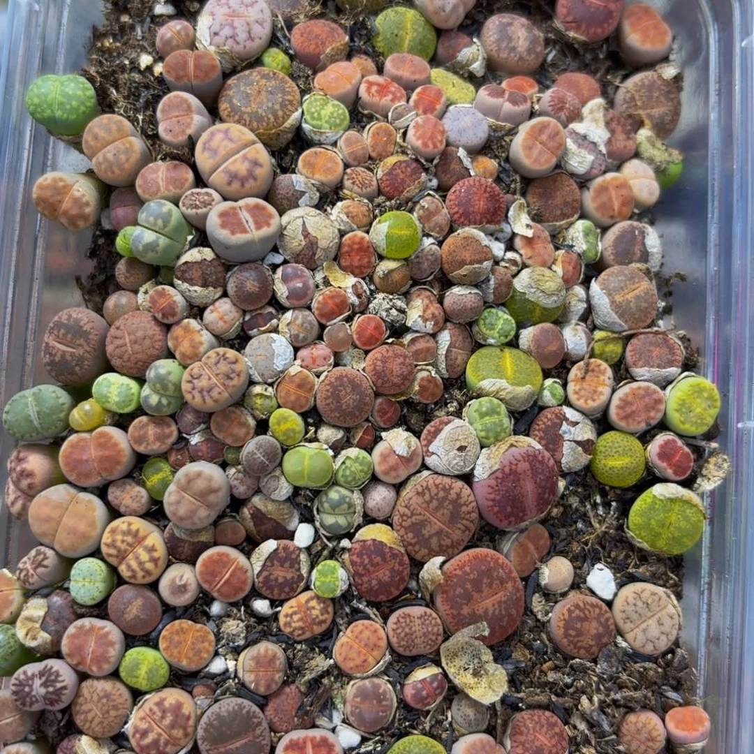 1634 生石花和肉锥