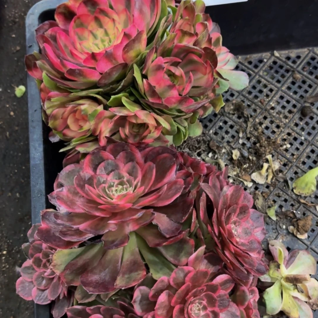 哈哈多肉葡萄福利来091