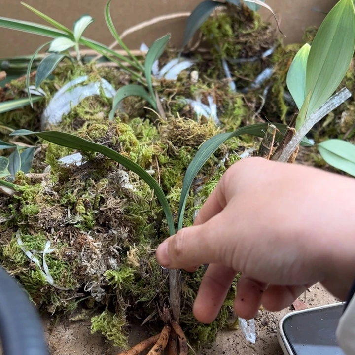 完全开放云上花卉一物一拍