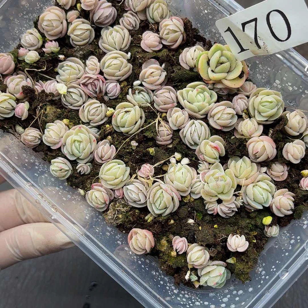 多肉植物多肉植物170