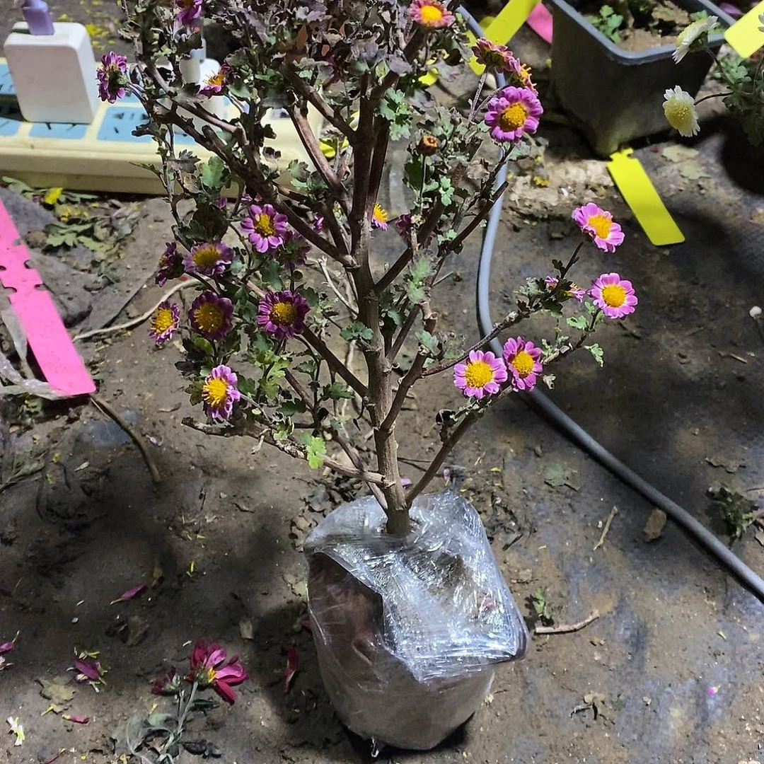 盛***卉完全开放菊花盆景绿化