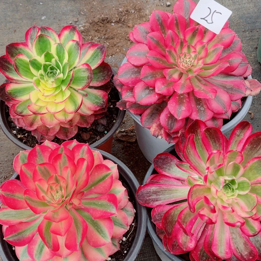 一物一拍多肉法师25