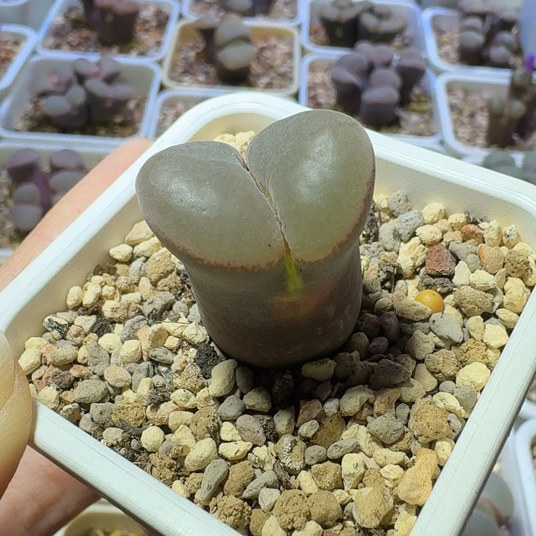 39号单头风铃一物一拍