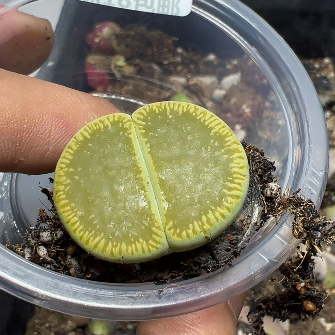 【闪购商品】 1081。