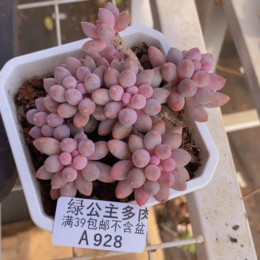 婴儿手指8cm928多肉植物