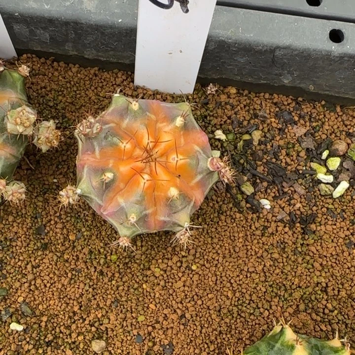 花**夏155-0207脱土发多肉