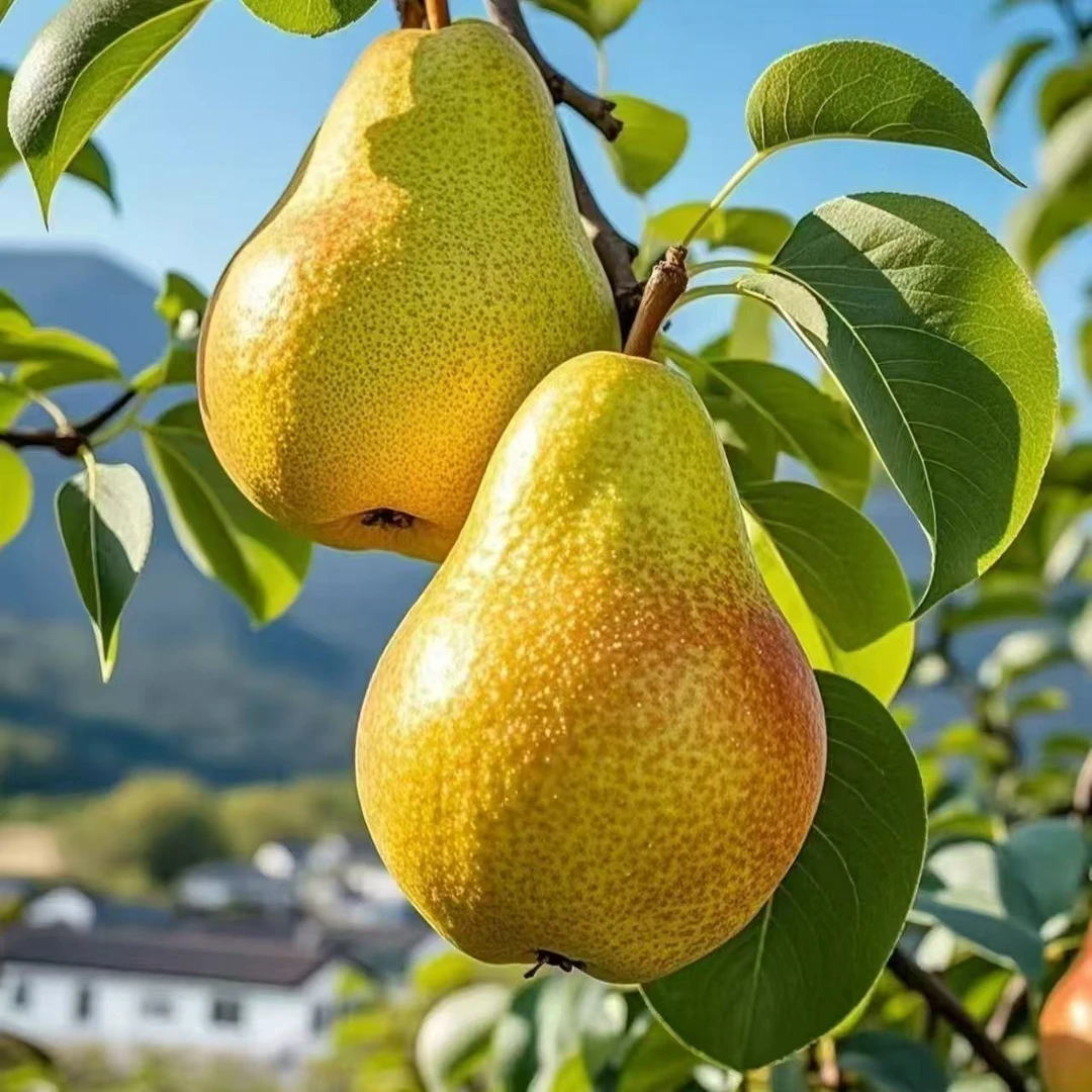 甘肃天水老品种太婆梨香蕉梨新鲜应季香甜软糯多汁口感细腻水果