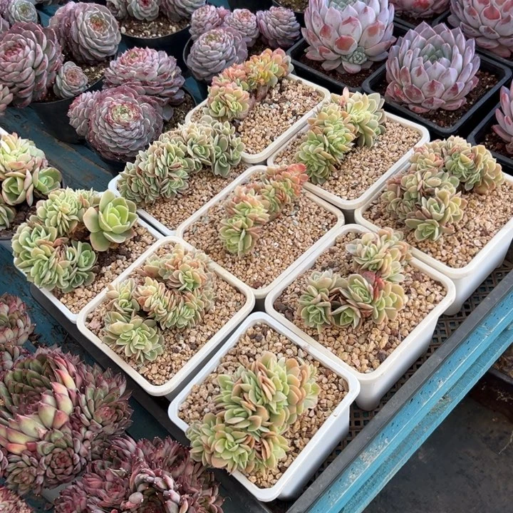 精品多肉植物老桩星娜塔缀随机发一棵