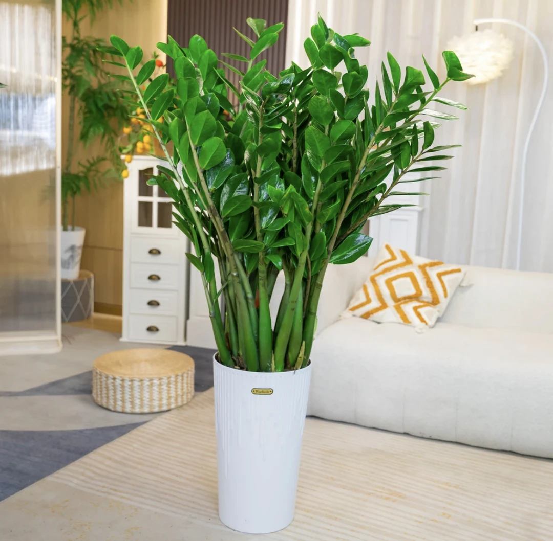 【顺丰包邮】【含盆1米-1.2米】5年老桩苗金钱树大型懒人客厅摆件绿植