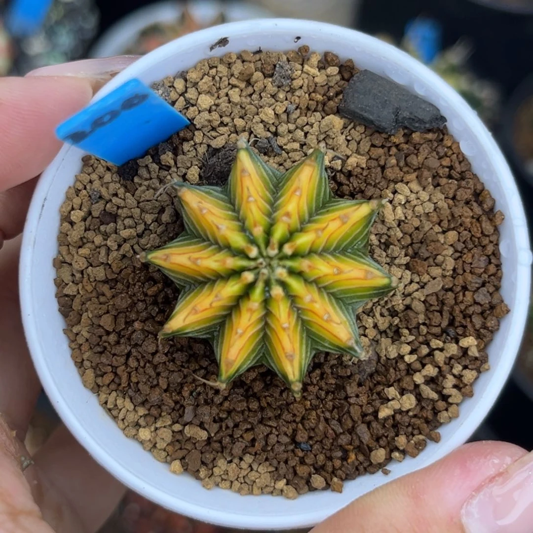 200 烟花肋骨 实生 带盆土