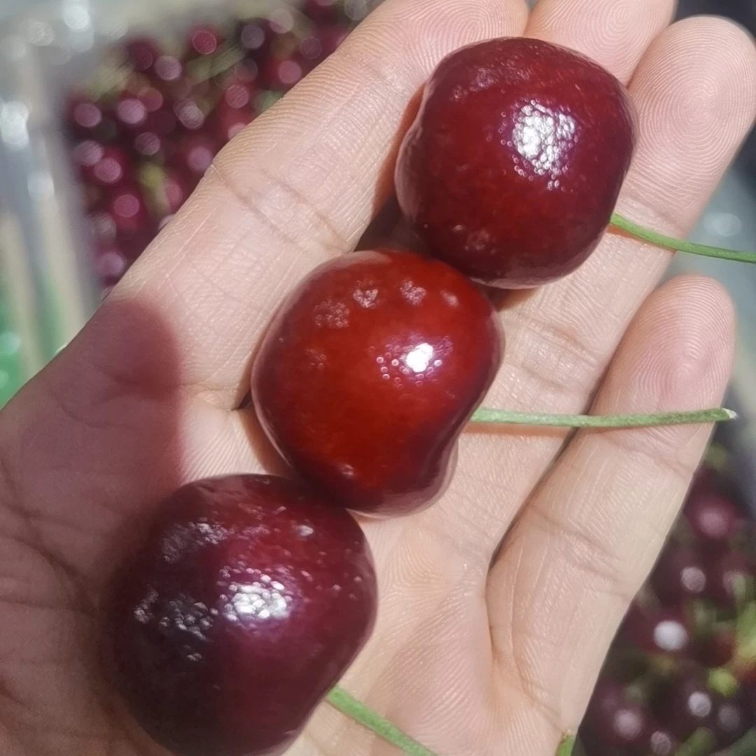 2J车厘子，5斤（普通盒装）