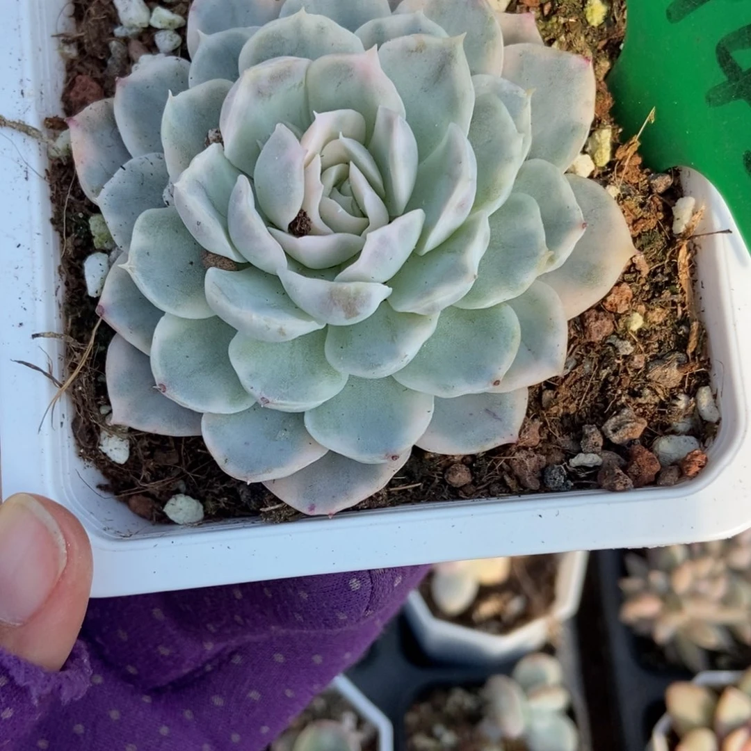 3142雪球锦多肉植物