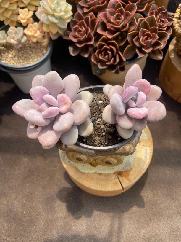 桃蛋3盆（带塑料盆）多肉植物