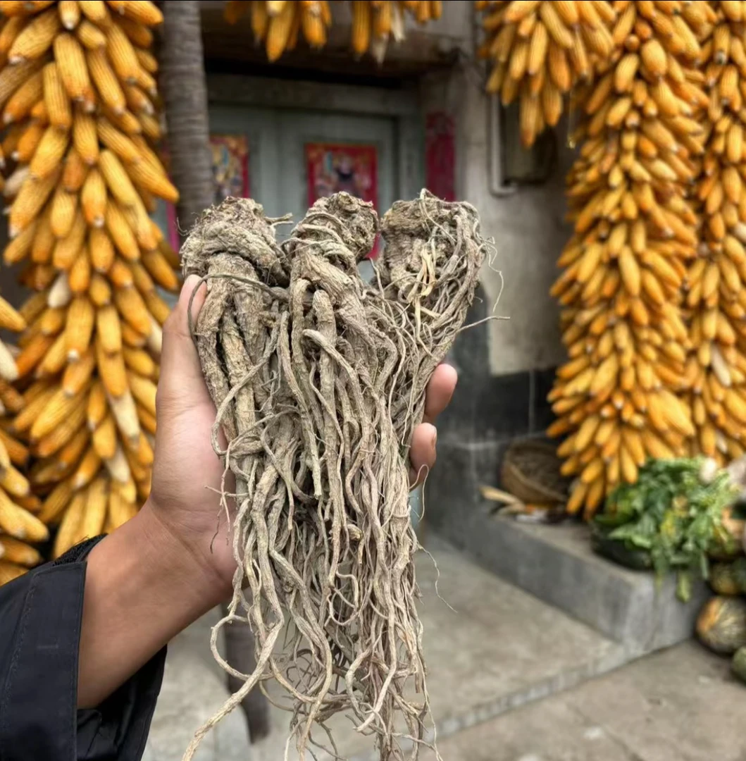 深山《甜当归》整根发 自然晒干 泡酒煲汤 炖肉无加工 无熏硫