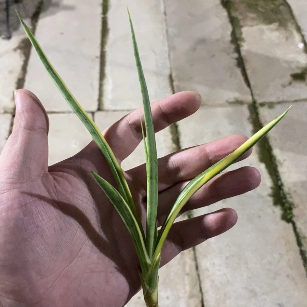 幽***灵完全开放泰品虎皮兰