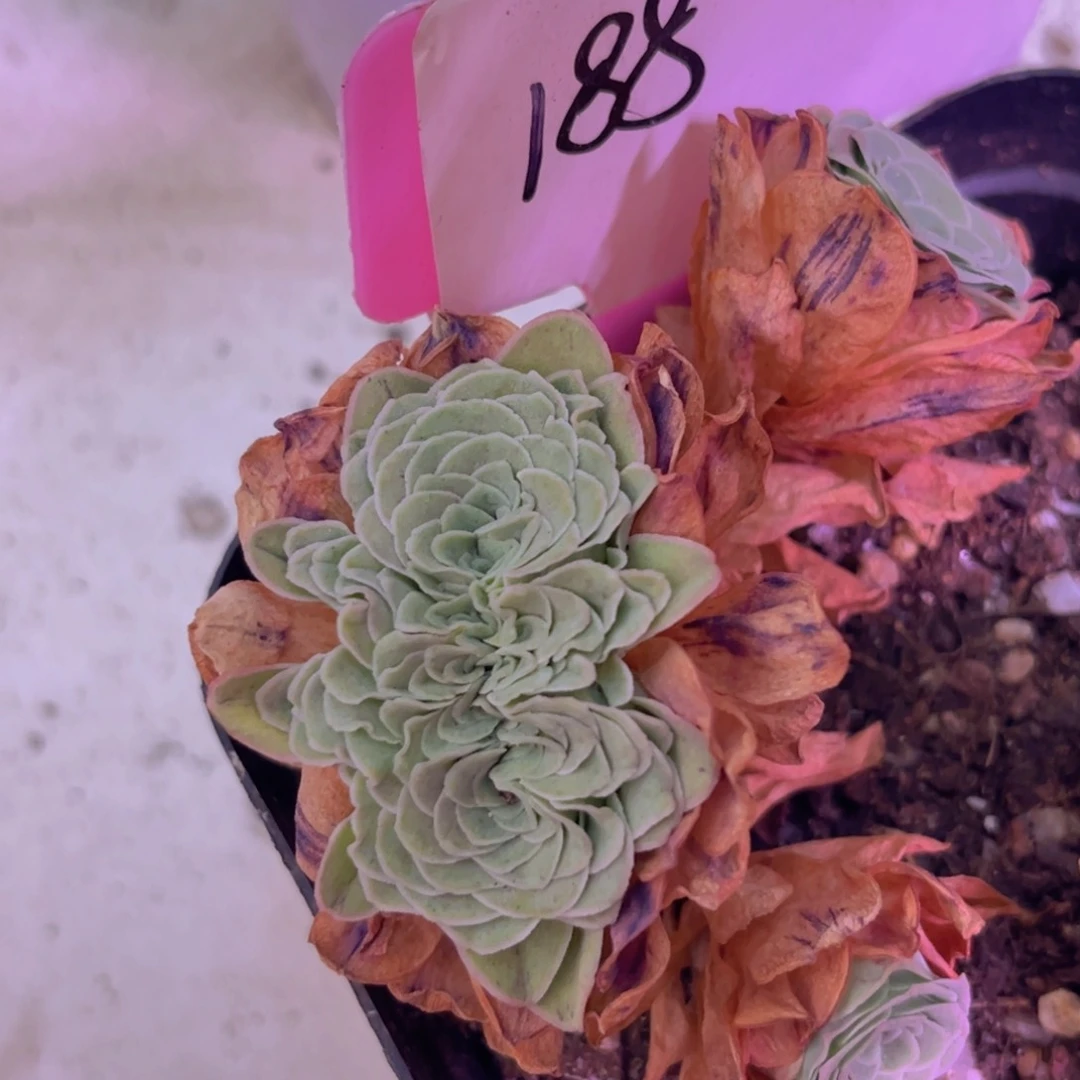 山地玫瑰一物一拍