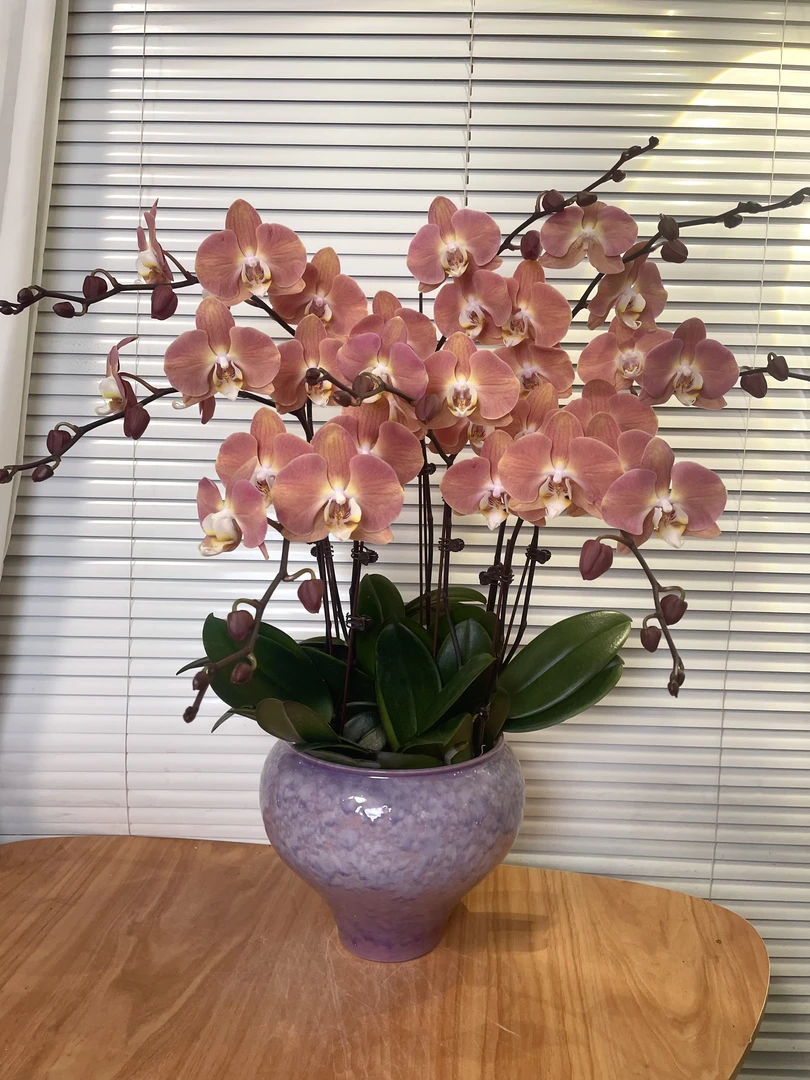 【三文鱼-蝴蝶兰】精品大花 高端鲜花 送礼  易养花期长