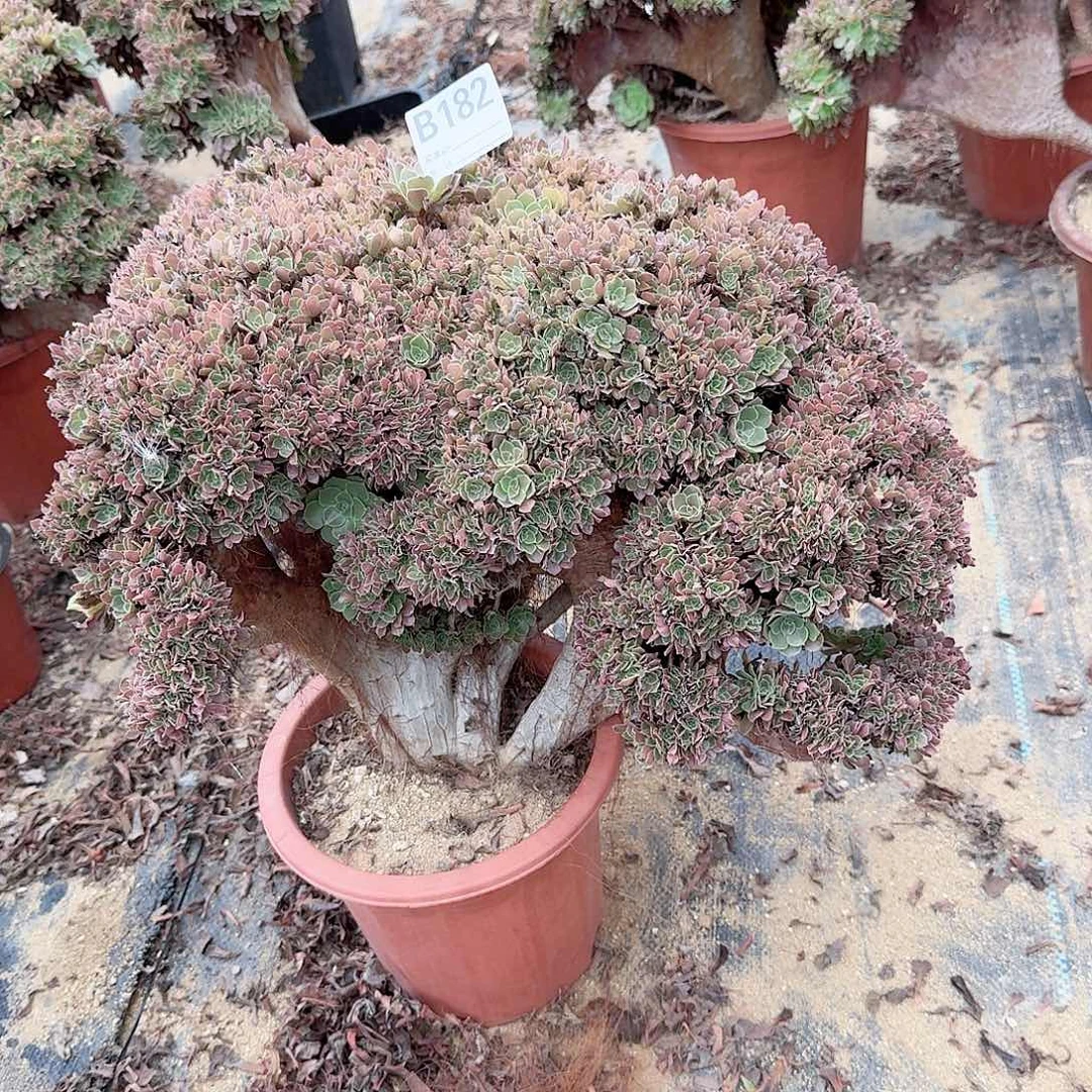 182玫瑰朵朵一颗呀呀