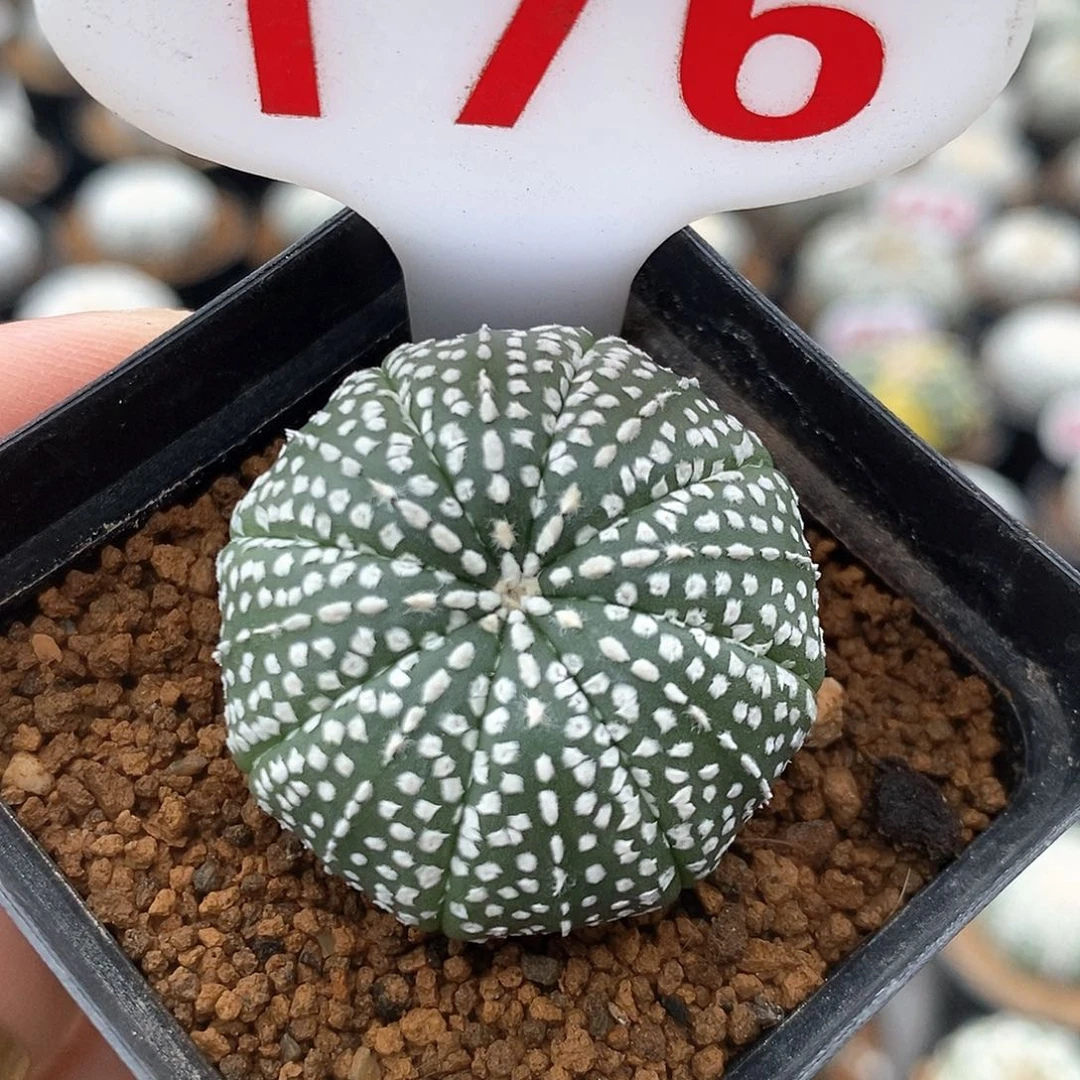 176奇迹系列产品