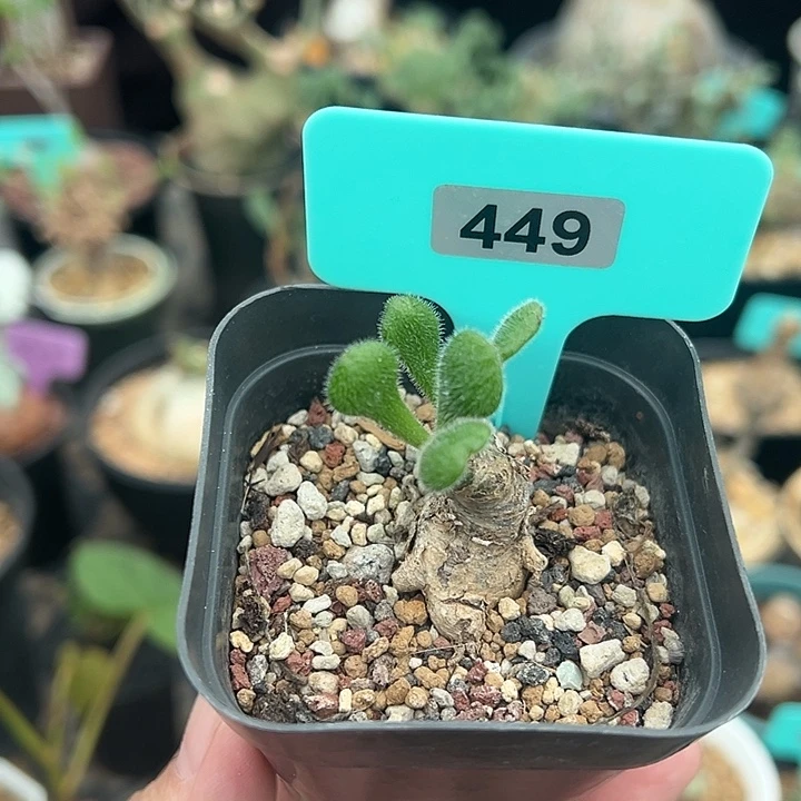 薛辉圣塔产地多肉植物