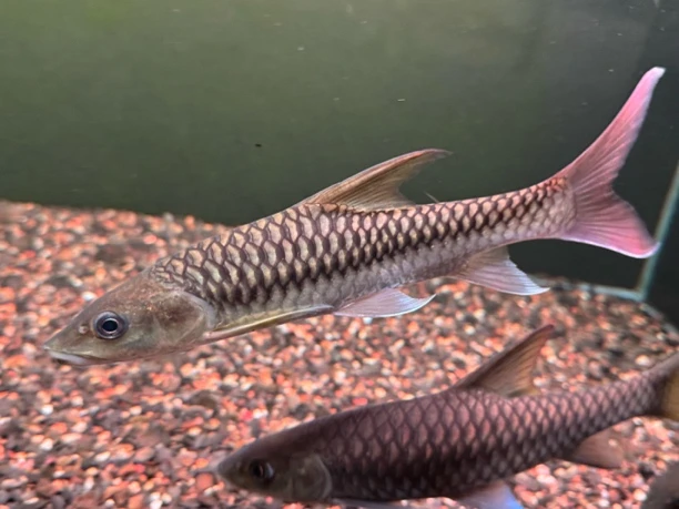 盈江结鱼多样性发货