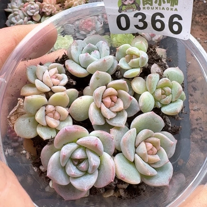 多肉植物多肉植物