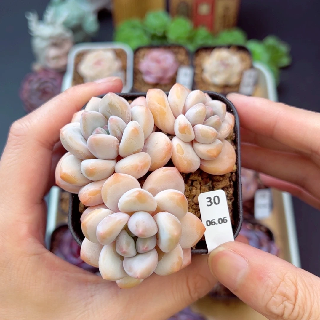 丸叶香水30、哈哈哈