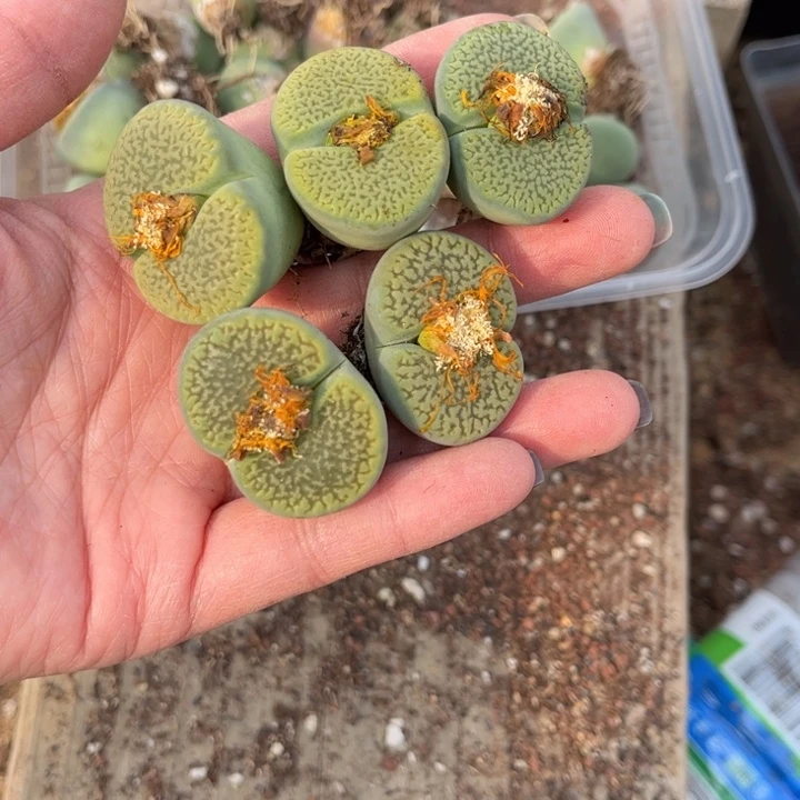 五颗富贵888888888