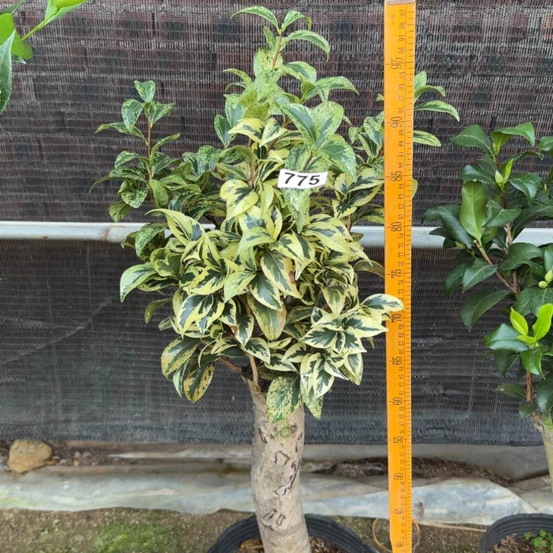 少量花朵（建议范围：2朵-5朵 或40%以下）775越之吹雪5刀