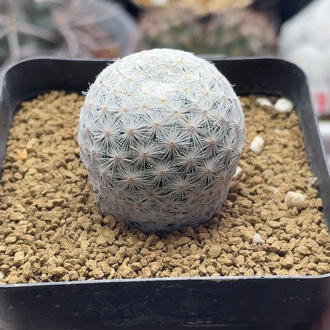 大玉白鸟仙人球多肉植物